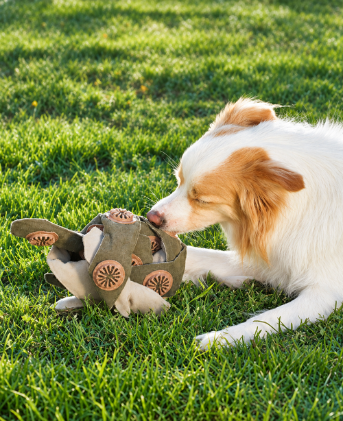 Chien reniflant le jouet octopus 24 cachettes dans l'herbe